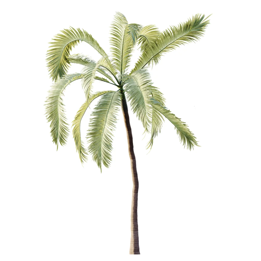 AV Plant Areca Catechu 6 Palm Trees 02 Image 3