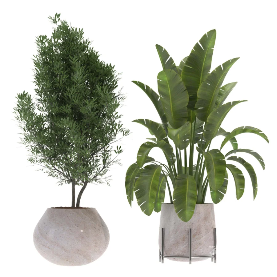 indoor-plant-013 Image 2
