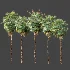 AV Plant Acoelorrhaphe Wrightii Palm Tree 01 - Thumbnail 9