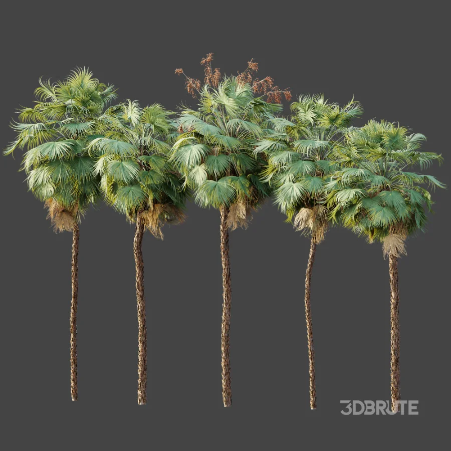 AV Plant Acoelorrhaphe Wrightii Palm Tree 01 Image 9