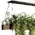 Hanging Plant 05 - Thumbnail 3