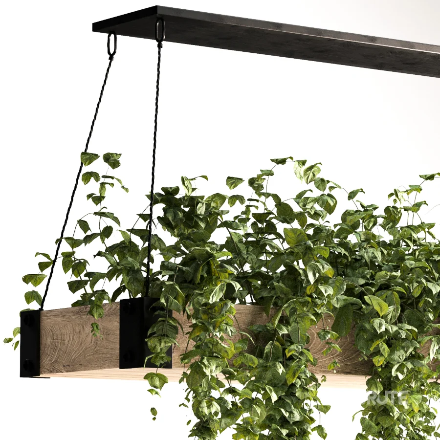 Hanging Plant 05 Image 3