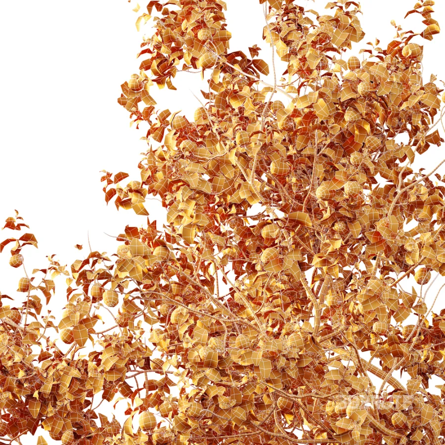 AV Plant Armeniaca Vulgaris Prunus Fruit Tree 01 Image 8
