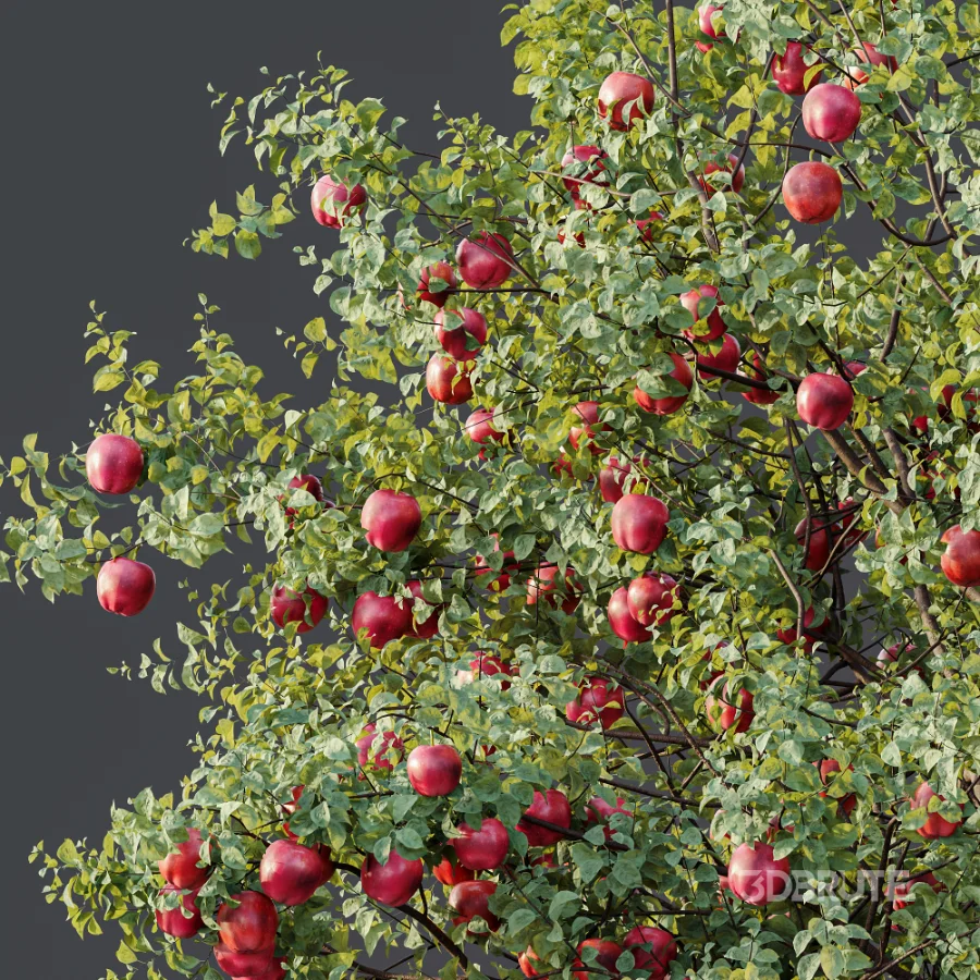 AV Plant Malus Pumila Apple Red Fruit Tree 01 Image 7