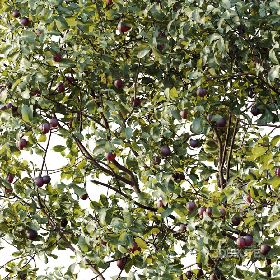 AV Plant Prunus Salicina Plum Pflaume Fruit Tree 01 Image 1