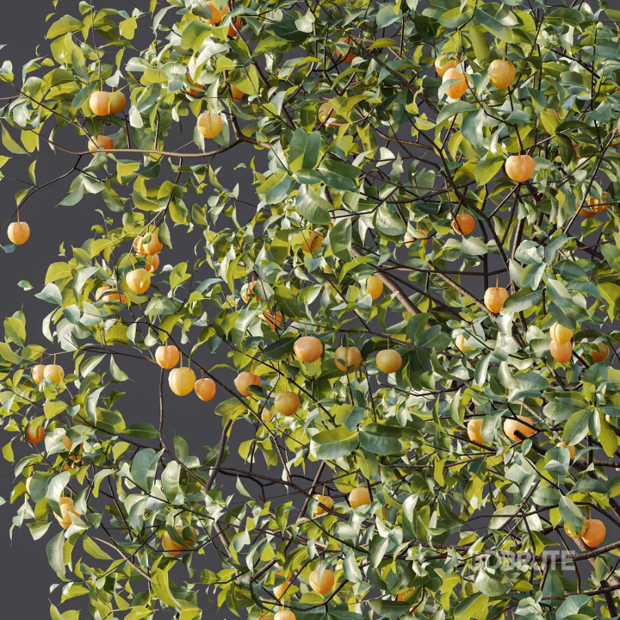 AV Plant Prunus Salicina Plum Pflaume Fruit Tree 01 Image 9
