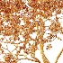 AV Plant Diospyros Kaki Persimmon Fruit Tree 01 - Thumbnail 8