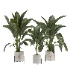 indoor-plant-017 - Thumbnail 4