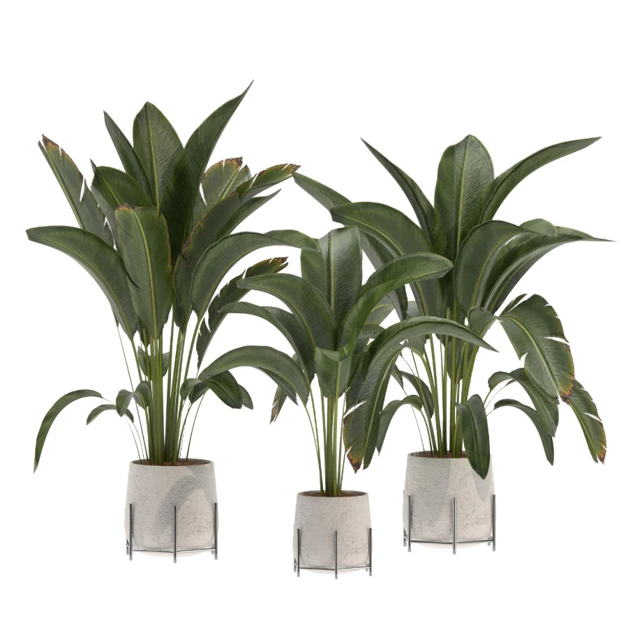 indoor-plant-017 Image 4