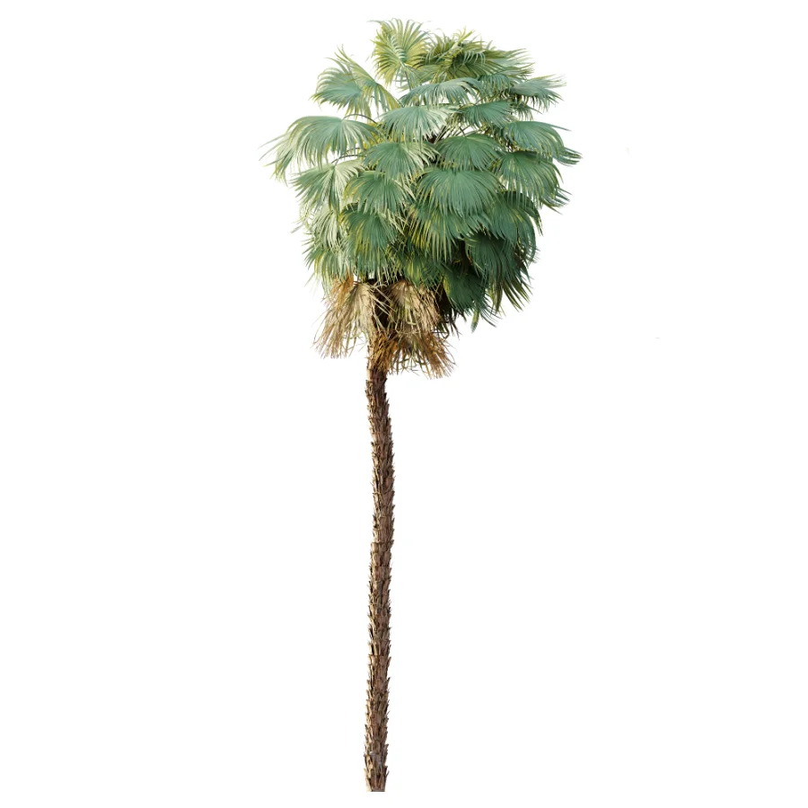 AV Plant Acoelorrhaphe Wrightii Palm Tree 01 Image 5