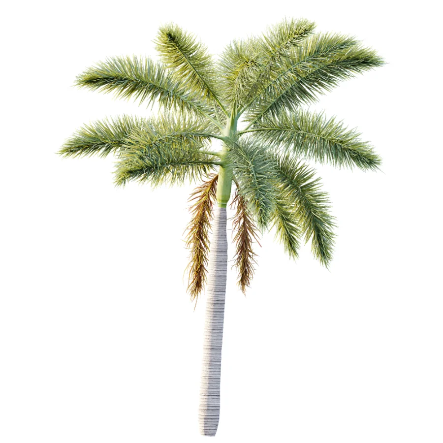 AV Plant Roystonea Regia Palm Tree 01 Image 3