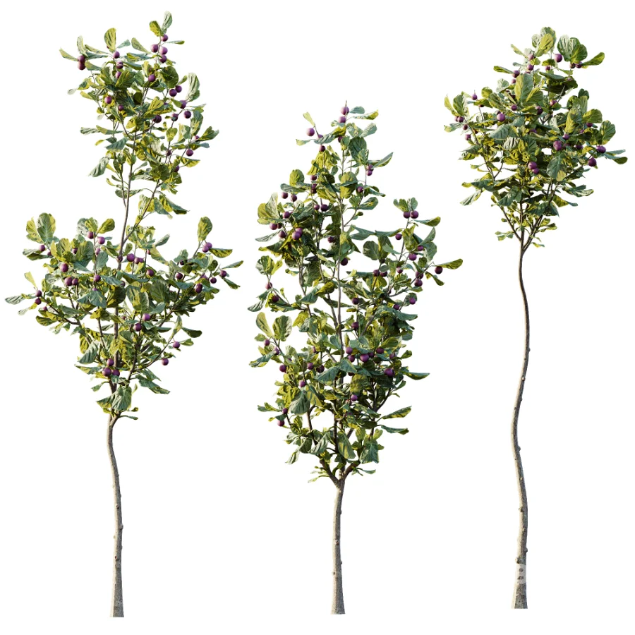 AV Plant Ficus Carica Feige Fig Fruit Tree 01 Image 2