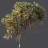 AV Plant Punica Granatum Pomegranate Fruit Tree 01 - Thumbnail 8