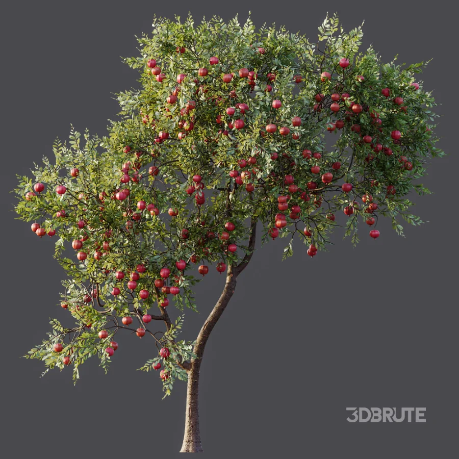 AV Plant Punica Granatum Pomegranate Fruit Tree 01 Image 8