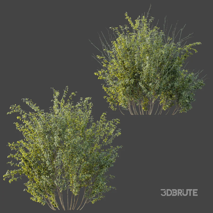 AV Plant Bush Common Broom Cytisus Scoparius 02 Image 7