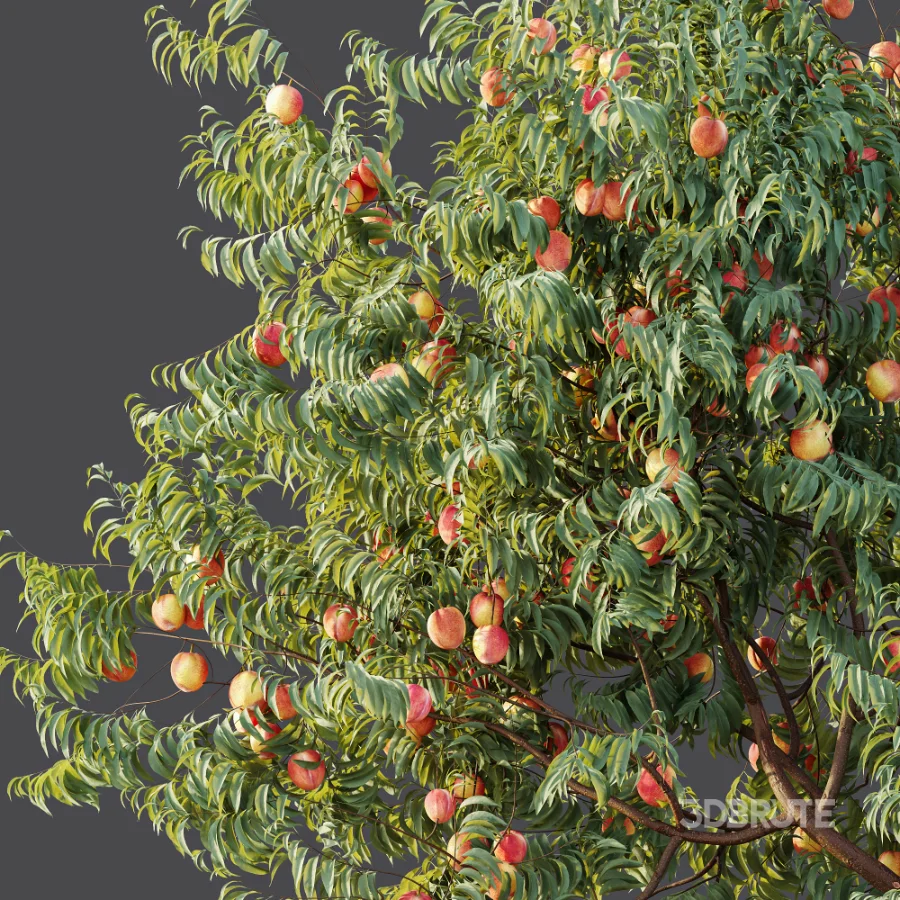 AV Plant Amygdalus Persica Peach Fruit Tree 01 Image 8