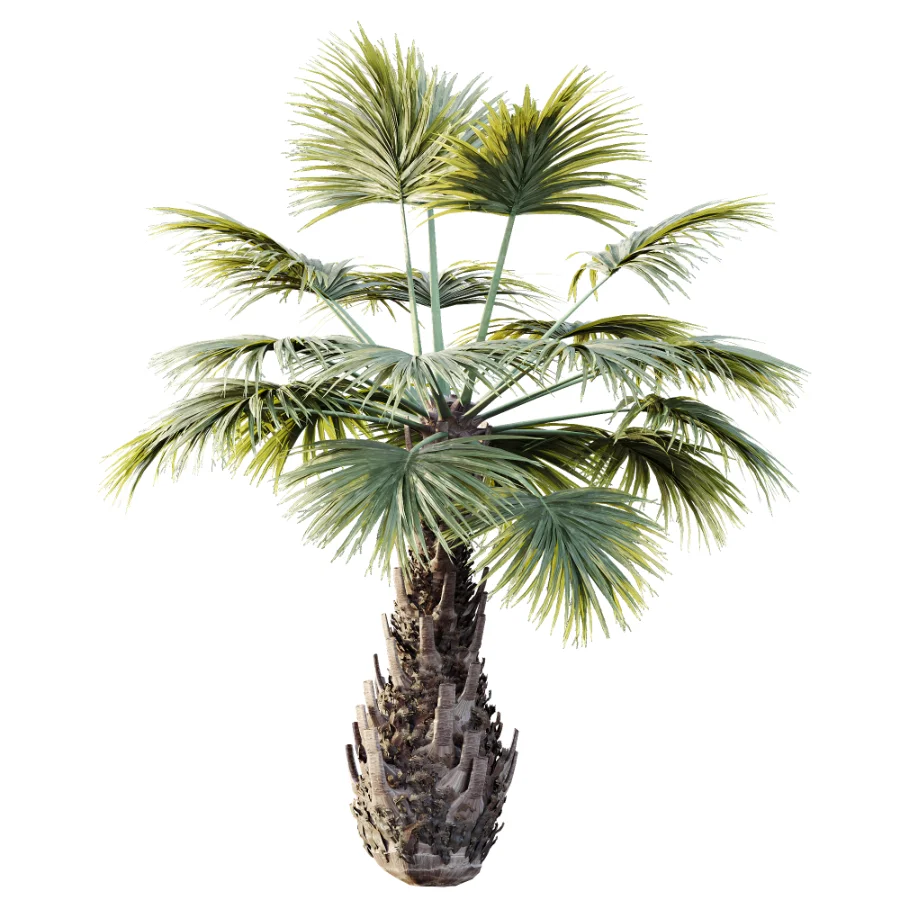 AV Plant Borassus Flabellifer 6 Palm Tree 03 Image 4