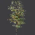 AV Plant Ziziphus Jujuba Chinesische Dattel Fruit Tree 01 - Thumbnail 6