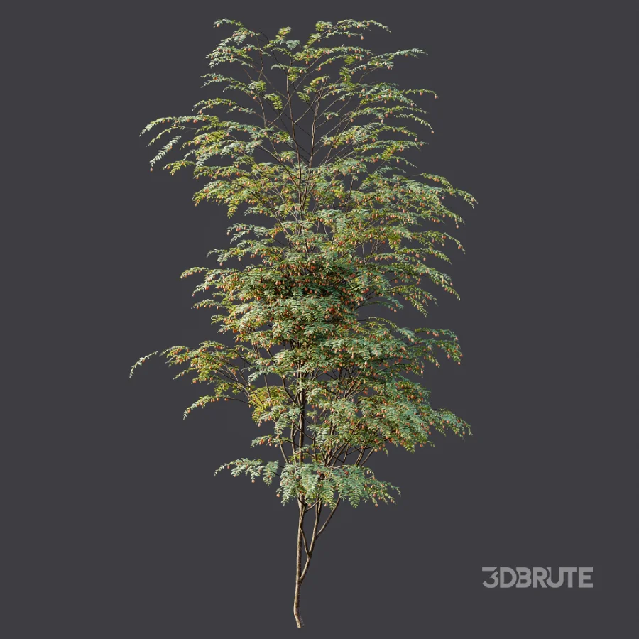 AV Plant Ziziphus Jujuba Chinesische Dattel Fruit Tree 01 Image 6