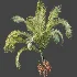 AV Plant Areca Catechu 6 Palm Trees 02 - Thumbnail 6