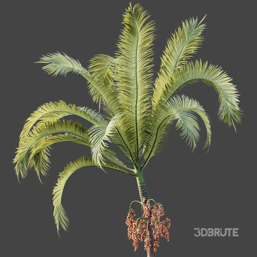 AV Plant Areca Catechu 6 Palm Trees 02 Image 6