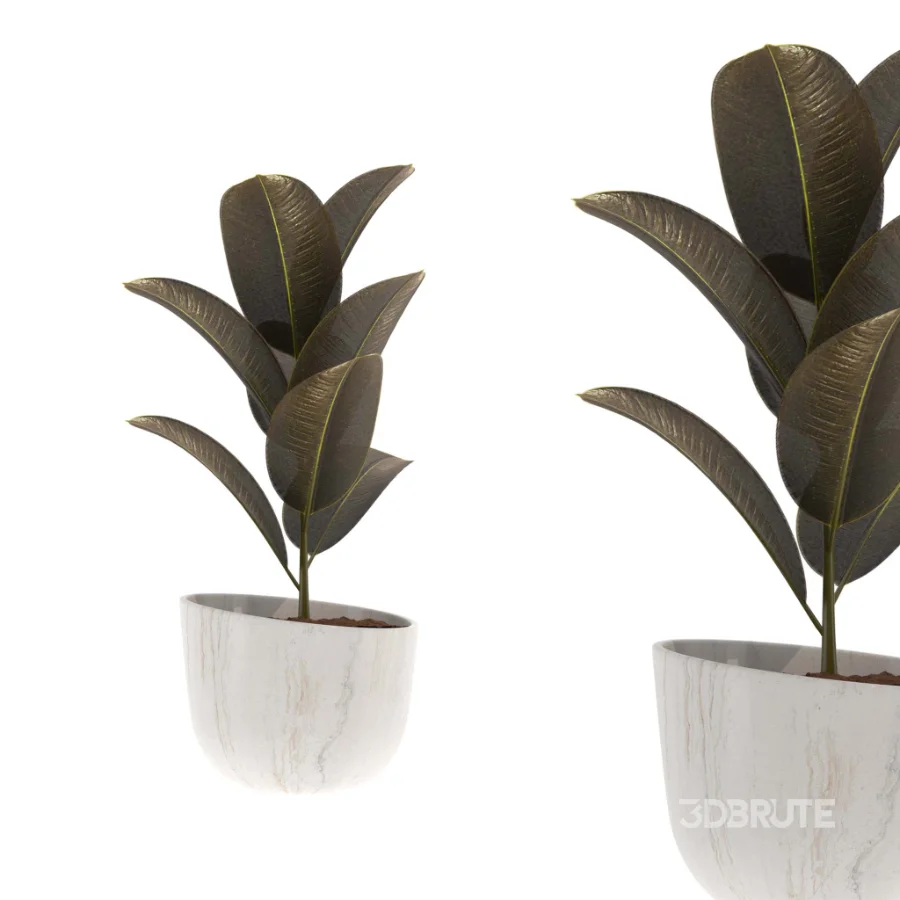 indoor-plant-010 Image 3