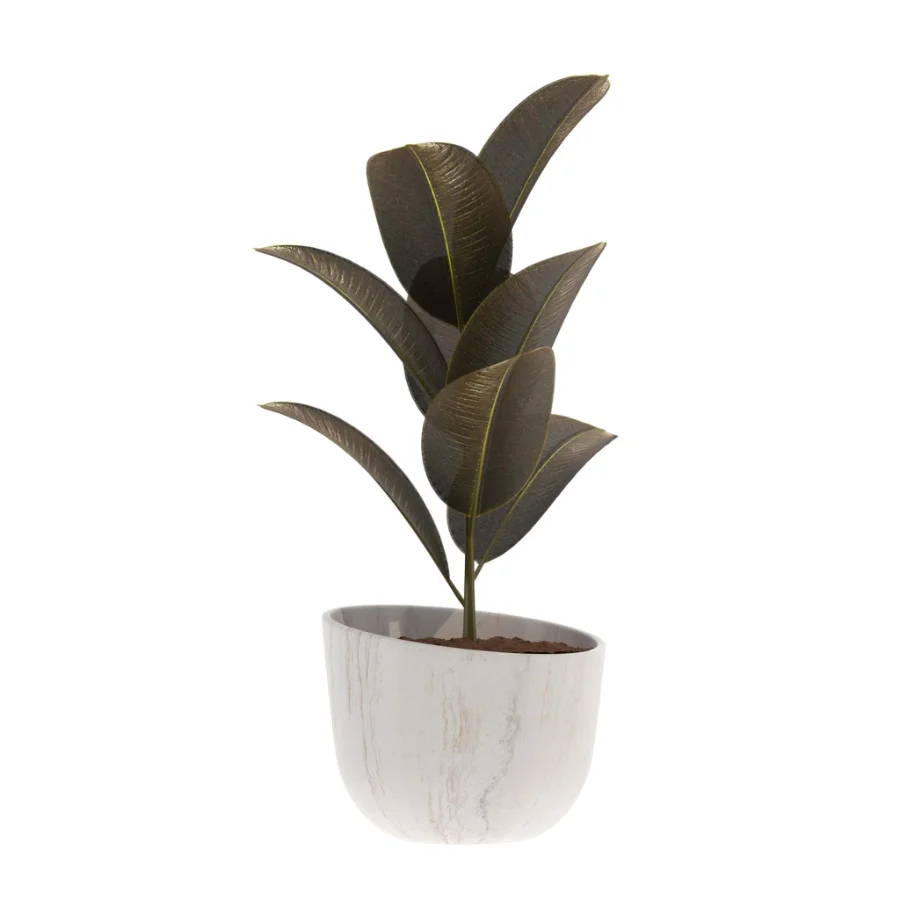 indoor-plant-010 Image 1