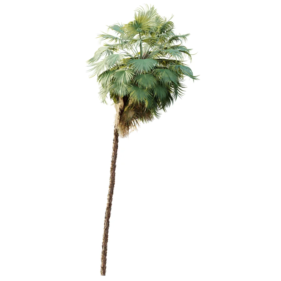 AV Plant Acoelorrhaphe Wrightii Palm Tree 01 Image 4