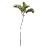 AV Plant Cyrtostachys Renda Palm Tree 03 - Thumbnail 4