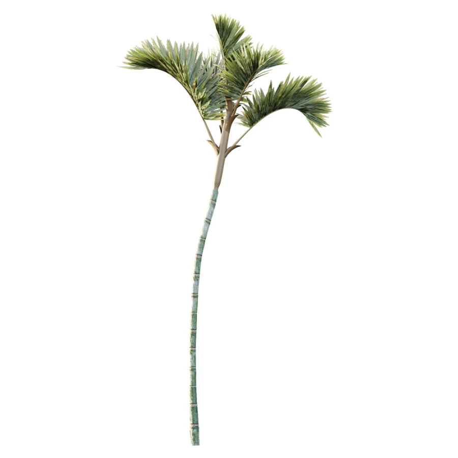 AV Plant Cyrtostachys Renda Palm Tree 03 Image 4