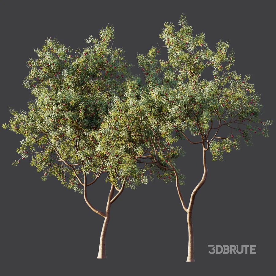 AV Plant Cerasus Pseudocerasus Cherry Fruit Tree 01 Image 6