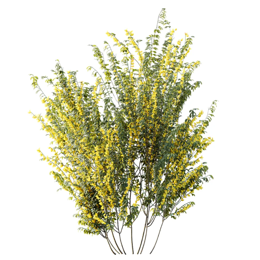 AV Plant Bush Common Broom Cytisus Scoparius 01 Image 2