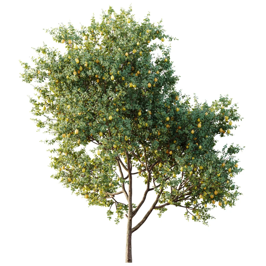 AV Plant Citrus Meyer Lemon Fruit Tree 01 Image 5