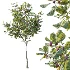 AV Plant Ficus Carica Feige Fig Fruit Tree 01 - Thumbnail 1