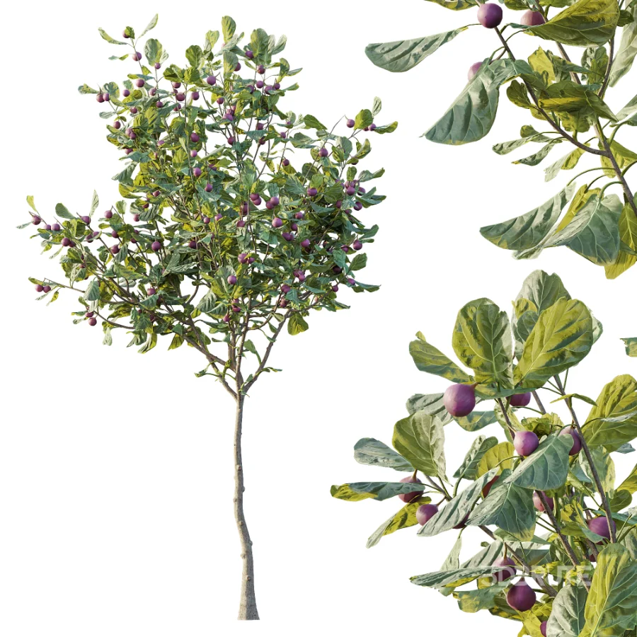 AV Plant Ficus Carica Feige Fig Fruit Tree 01 Image 1