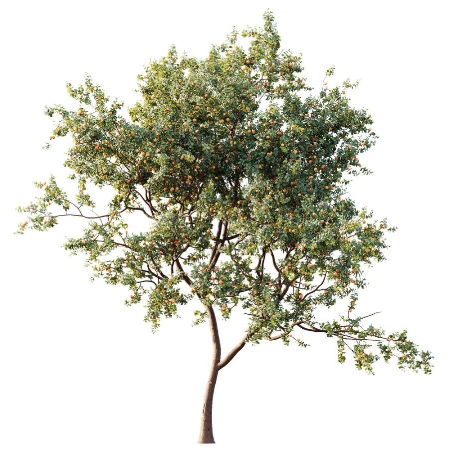 AV Plant Armeniaca Vulgaris Prunus Fruit Tree 01 Image 2