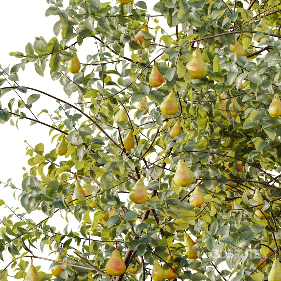 AV Plant Pear Pyrus Communis Fruit Tree 01 Image 4