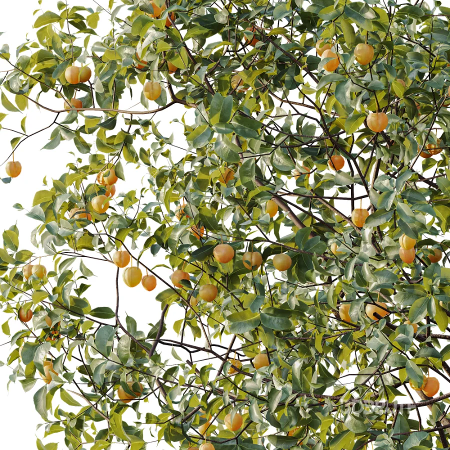 AV Plant Prunus Salicina Plum Pflaume Fruit Tree 01 Image 2