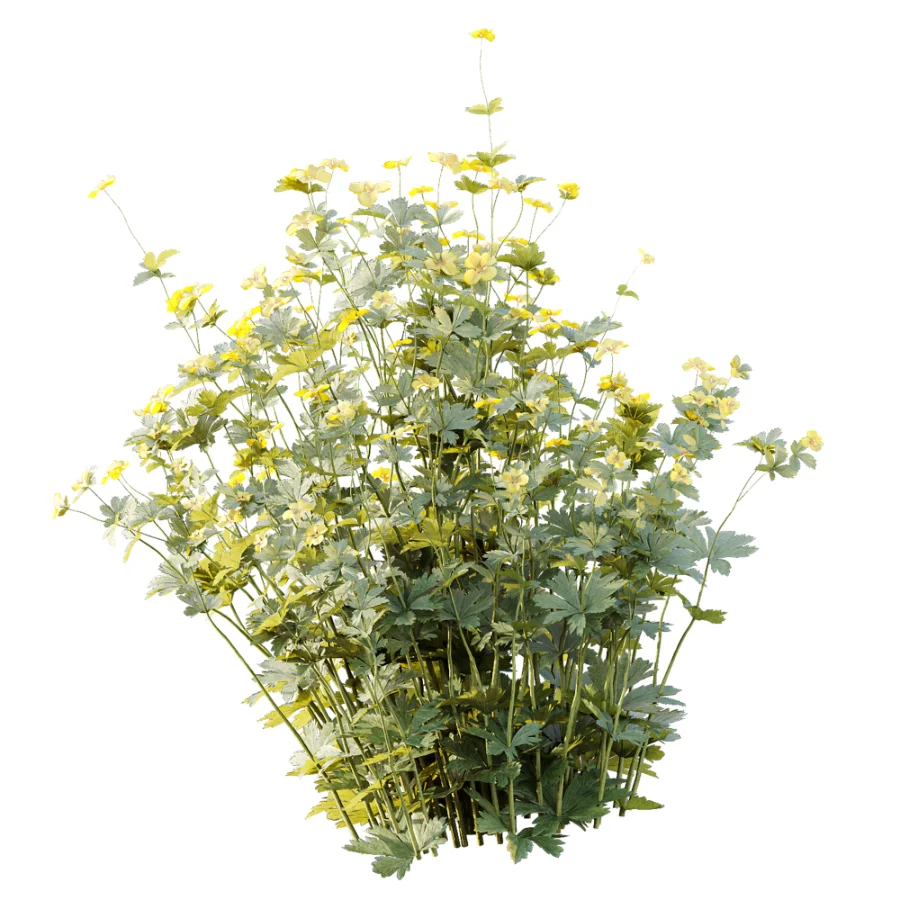 AV Plant Bush Tormentil Potentilla Erecta 01 Image 4