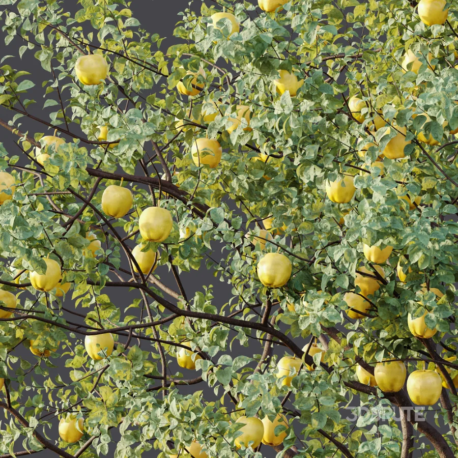 AV Plant Malus Pumila Apple Red Fruit Tree 01 Image 8