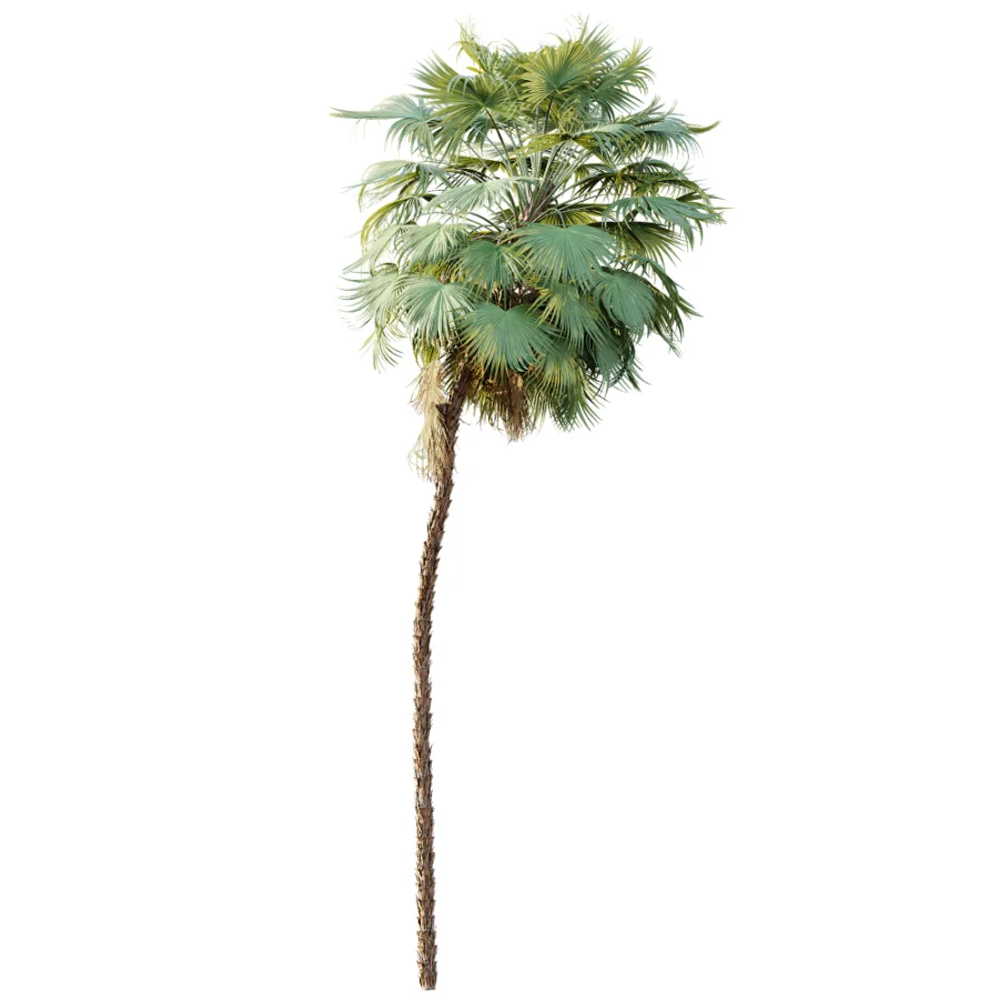 AV Plant Acoelorrhaphe Wrightii Palm Tree 01 Image 2