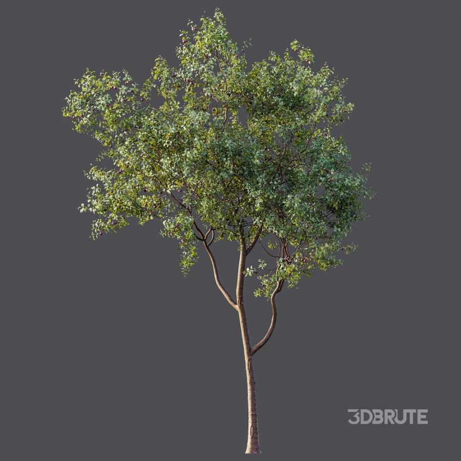 AV Plant Prunus Salicina Plum Pflaume Fruit Tree 01 Image 7
