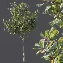 AV Plant Ficus Carica Feige Fig Fruit Tree 01 - Thumbnail 5