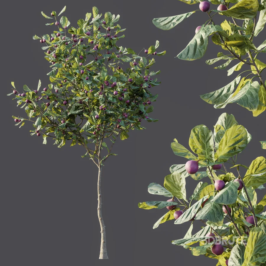 AV Plant Ficus Carica Feige Fig Fruit Tree 01 Image 5