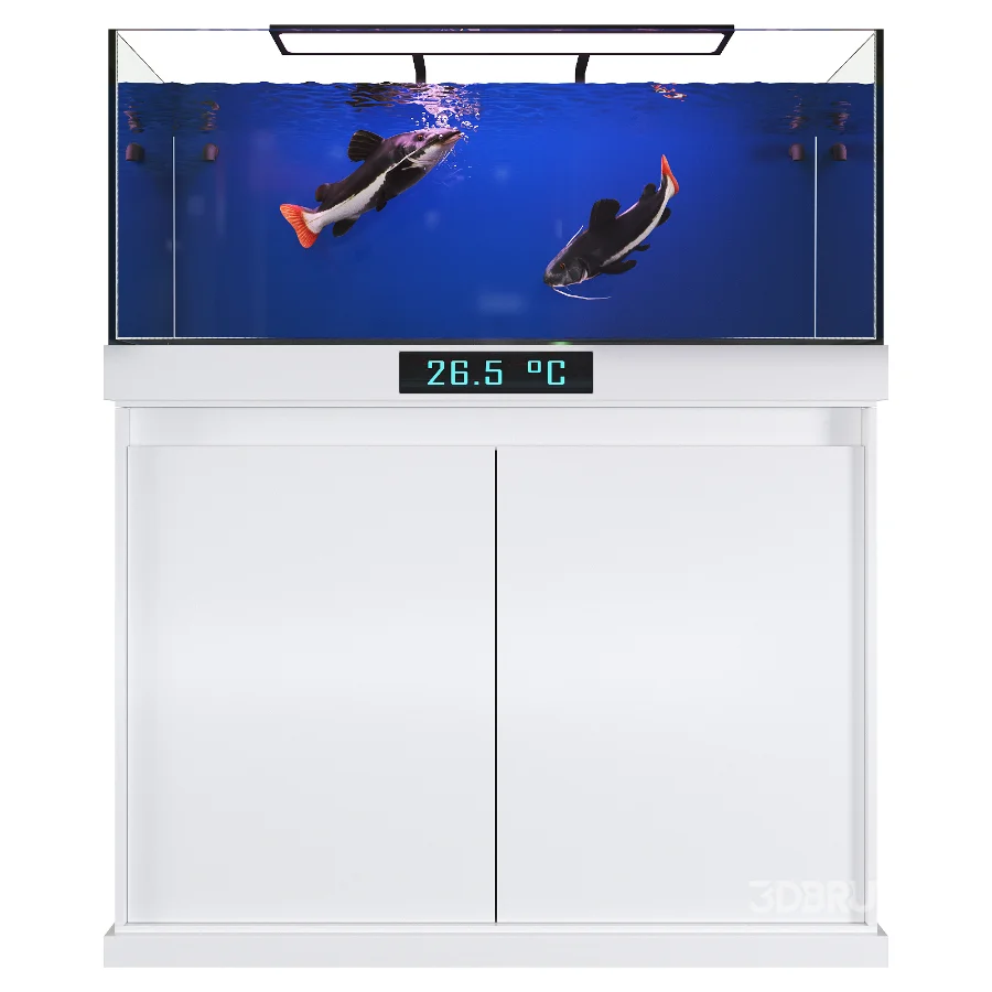 Redtail Fish Aquarium Tank Image 1