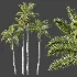 AV Plant Roystonea Regia Palm Tree 01 - Thumbnail 5