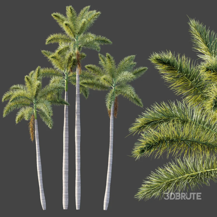 AV Plant Roystonea Regia Palm Tree 01 Image 5