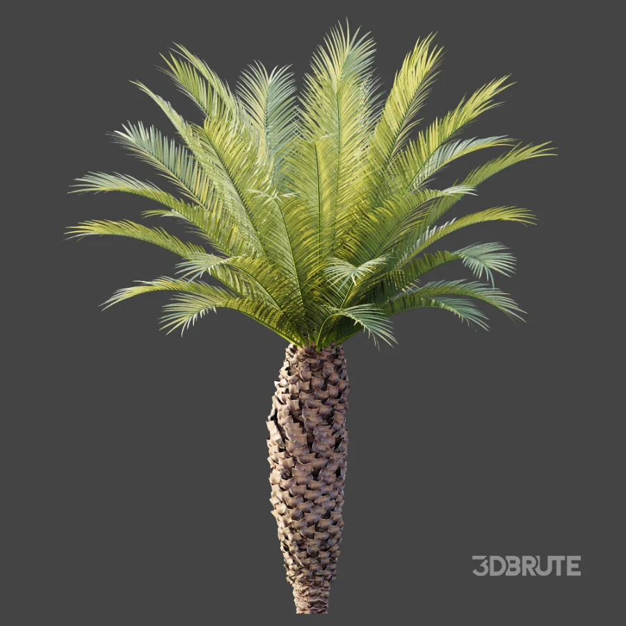 AV Plant Phoenix Canariensis Palm Tree 01 Image 5