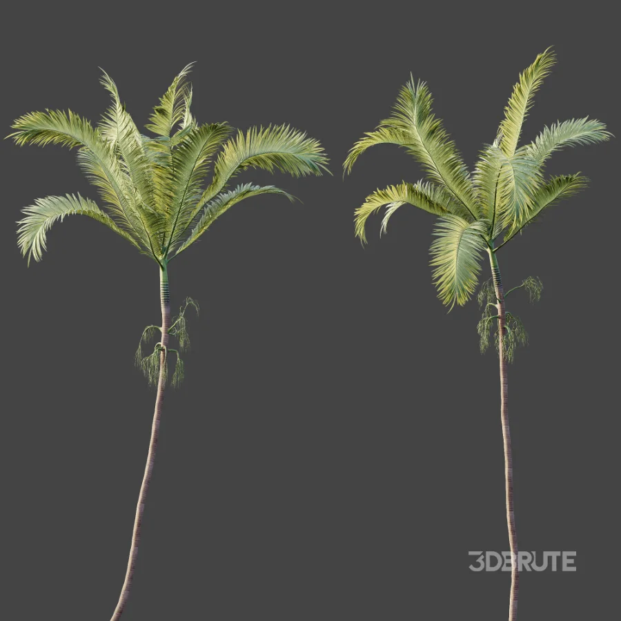 AV Plant Areca Catechu 6 Palm Trees 02 Image 8