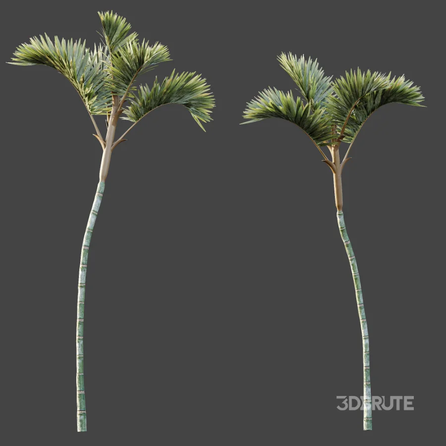 AV Plant Cyrtostachys Renda Palm Tree 03 Image 7